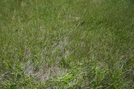 #5: Ground cover at the confluence point