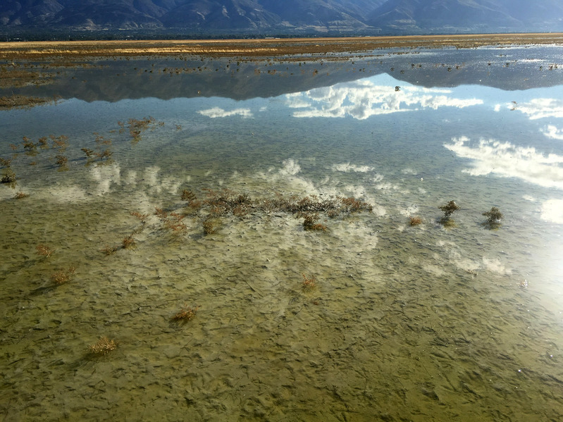 Mirror like reflections looking east. Duck prints under a couple inches of water.