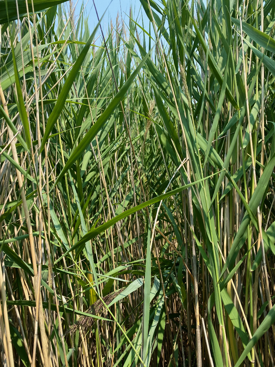 Lots of long grass (more than 2 meters tall)