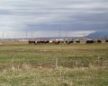 #3: Grazing cattle