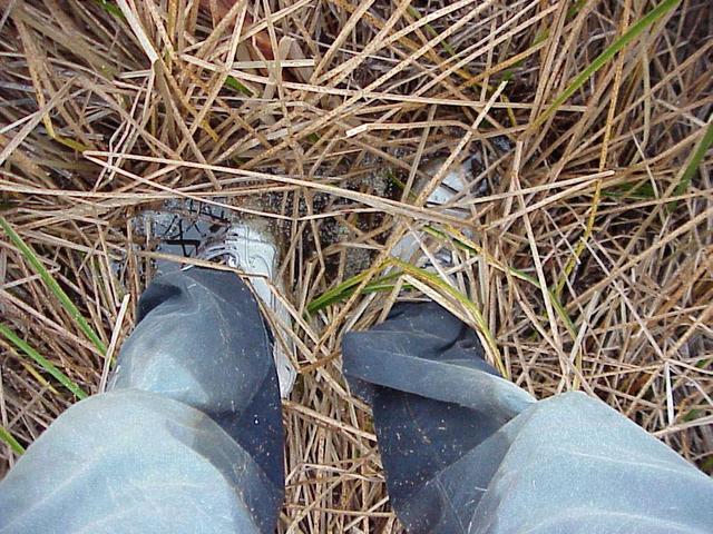 Wet trousers and marsh vegetation.