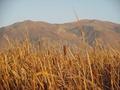 #5: View to the west, Wasatch Mountains and Great Salt Lake Marsh.