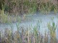 #8: Marsh and water that we traversed in our confluence quest.