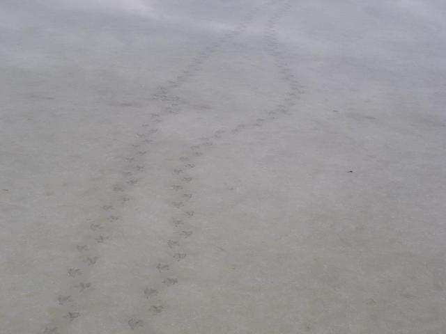 Duck tracks in two inches of water