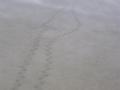 #4: Duck tracks in two inches of water