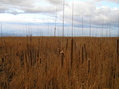 #3: View to the south from near the confluence.