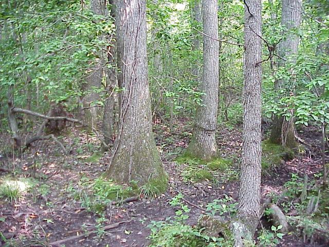 View to the north from the confluence site.