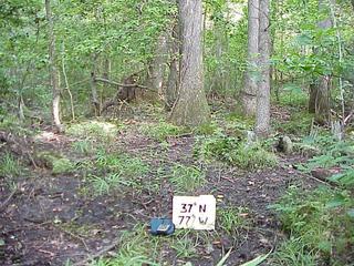 #1: Looking north from the confluence site in the southeast Virginia forest.