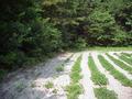 #4: Nearing the edge of the peanut field, the departure point for hiking into the forest.