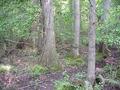 #5: View to the north from the confluence site.