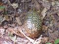 #7: Turtle seen on the hike through the forest to the confluence.