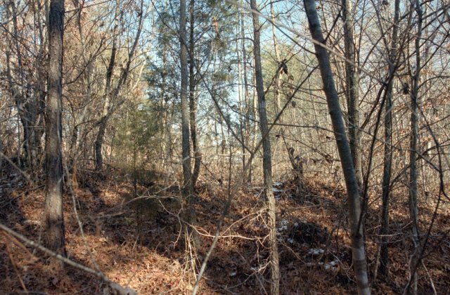 View to the northeast.  Clearing with houses way in the background