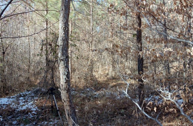 View to the northwest, where the turkeys walked around