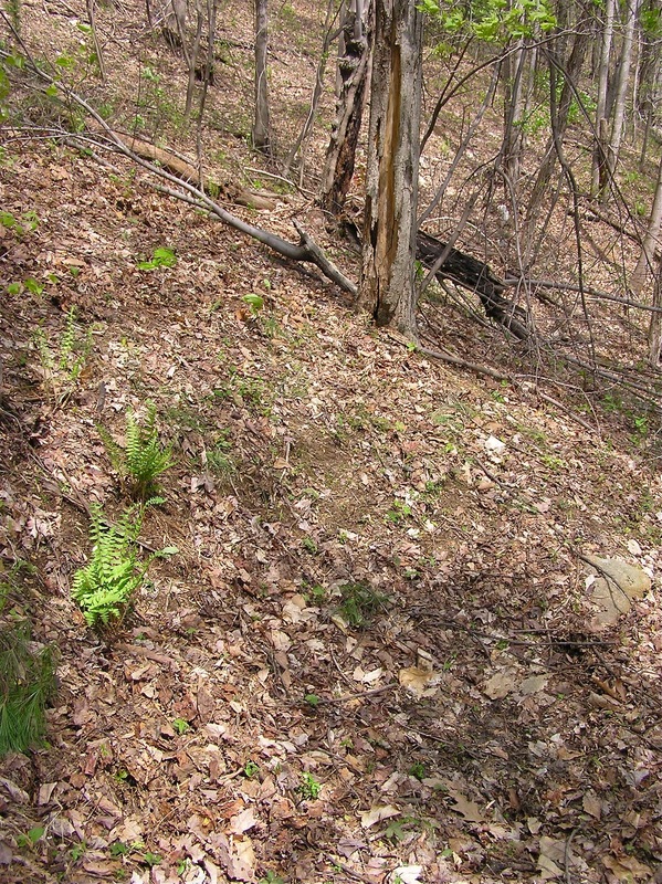 The confluence point lies in thinly forested terrain, on a slope.  It is close to the natural indentation visible in the foreground.