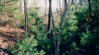 #1: Looking south down the drainage.