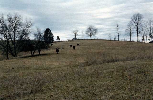 Some cows coming to see what we were up to!