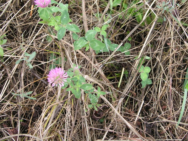 Current groundcover with clover will soon be replaced by someone’s manicured lawn.