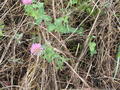 #8: Current groundcover with clover will soon be replaced by someone’s manicured lawn.