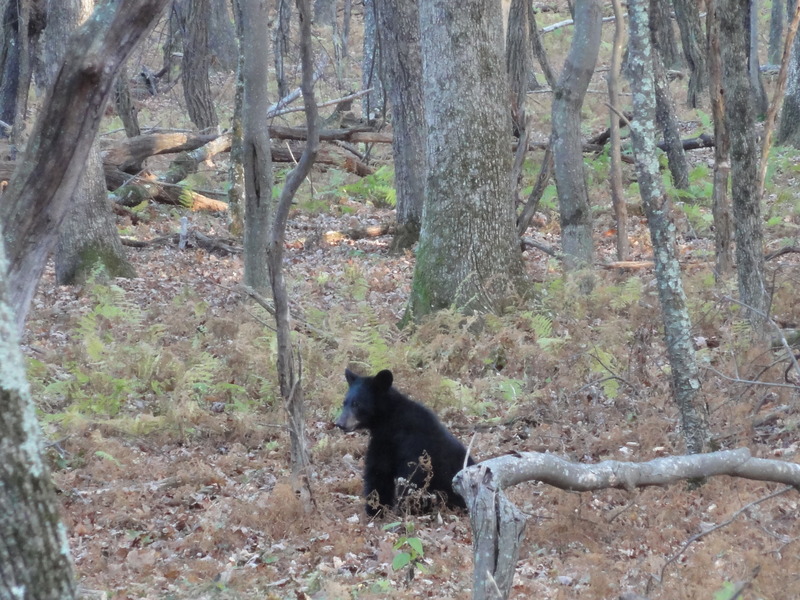 Young male bear strolling in Shenandoah NTL park!