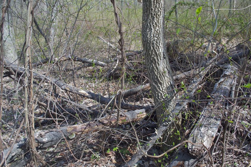 The confluence point lies among this cluster of downed trees, just to the side of an old road