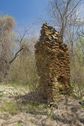 #7: A chimney from an old cabin, just 0.15 miles from the confluence point