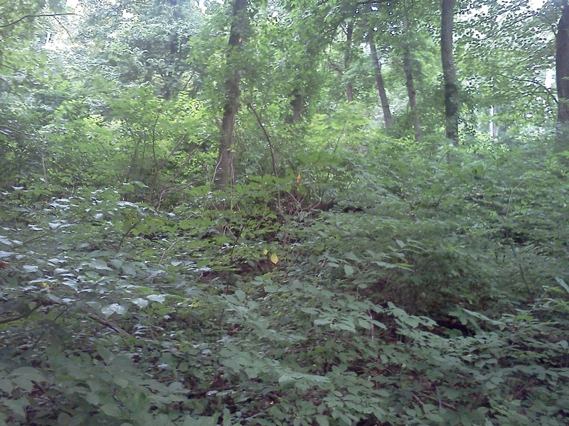 Looking at the confluence point from the north