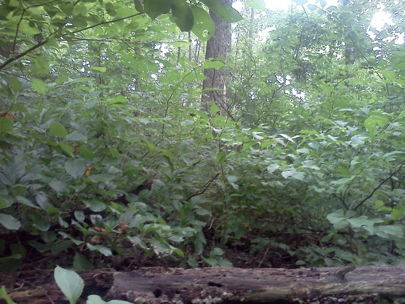 At the confluence point looking south