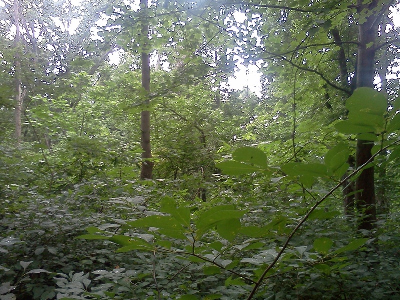 At the confluence point looking west