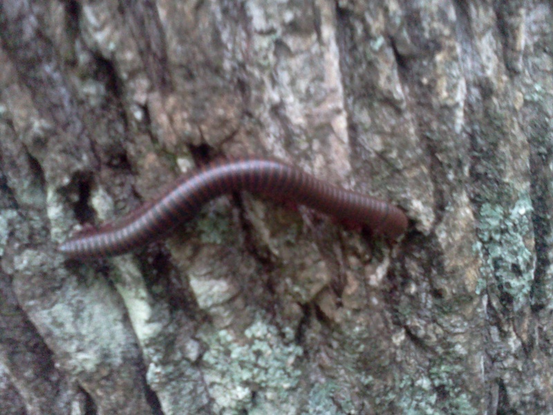 A scary monster worm on the tree closest to the confluence point