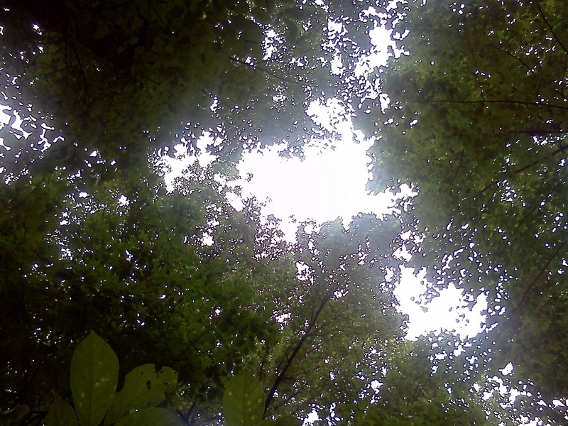 Looking up through the tree canopy from the confluence point