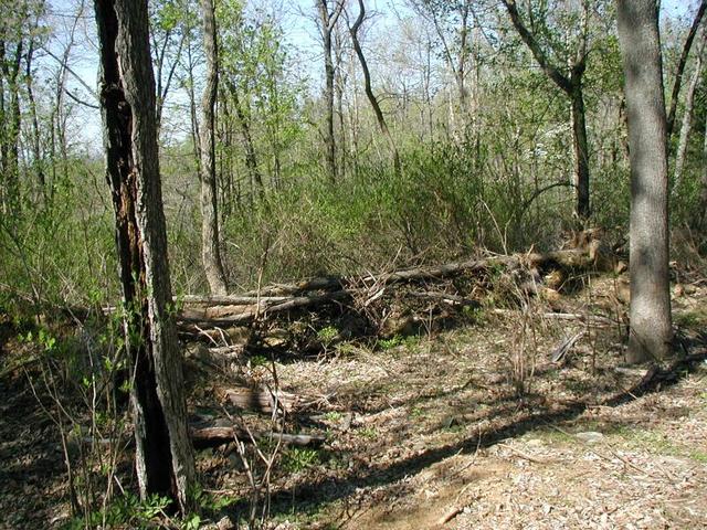 The point was a couple of feet behind the logs in the center of the picture.