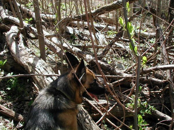 Val looking for a way through the tangle of downed trees.