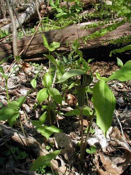Jack-in-the-pulpit nearby