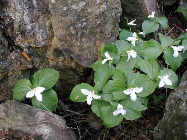 Trillium grandiflorum along A.T. on the way back to car