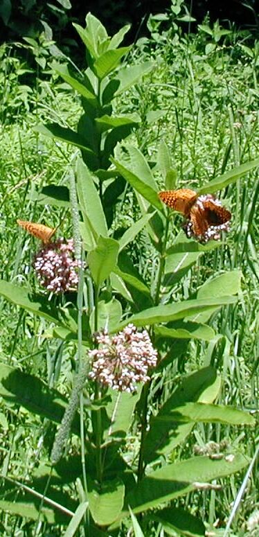 Milkweed and butterflies were abundant in the clearing
