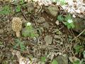 #7: I espied a morel on the way back.