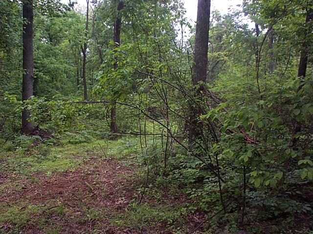 The confluence itself is the dirt and grass clearing at left center