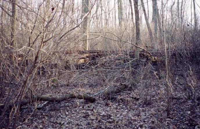 The confluence (located just in front of downed trees near center)