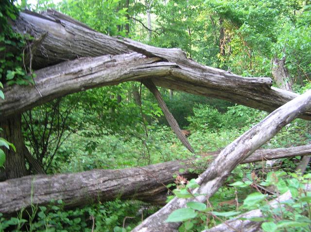 An excellent landmark of logs in this view to the east from the confluence.