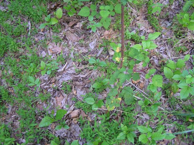 Ground cover at the confluence site.