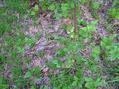 #4: Ground cover at the confluence site.