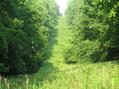 #5: Clear cut over pipeline, 500 meters south of the confluence.