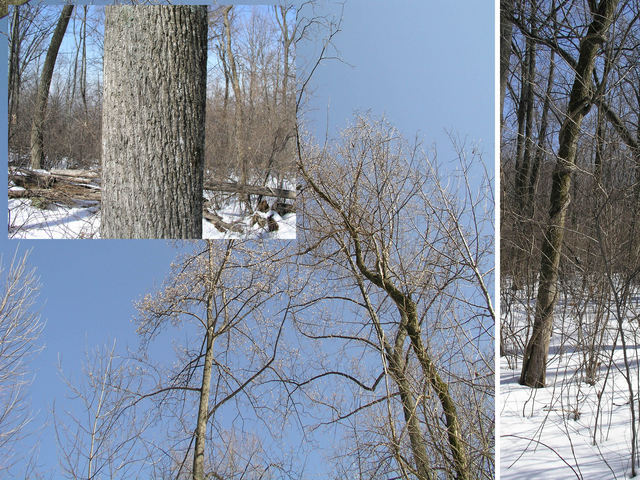 Three cp views: a vine wrapped tree, the view overhead, and one of many trunks with no sign of a plaque placed by Sgt. Zeno.