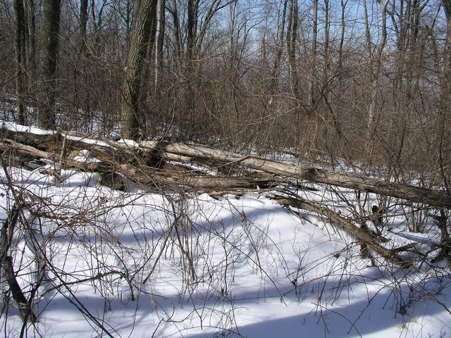 39N 78W lies just on the other side of this fallen tree.