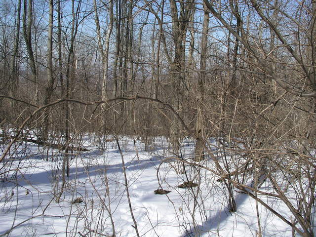 Even in winter, branches partly obscure the view to the north from 39N 78W.