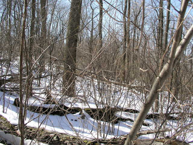 “A tangle of winter brush” describes the view to the west from 38N 79W.