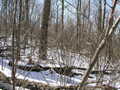 #5: “A tangle of winter brush” describes the view to the west from 38N 79W.