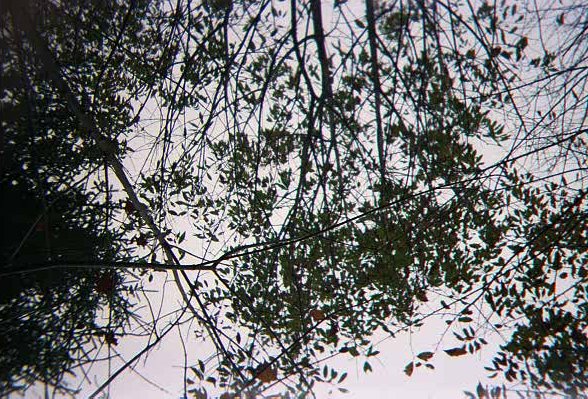 Looking up from the confluence.