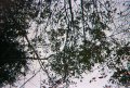 #2: Looking up from the confluence.