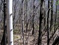 #3: View East @ 43N 73W